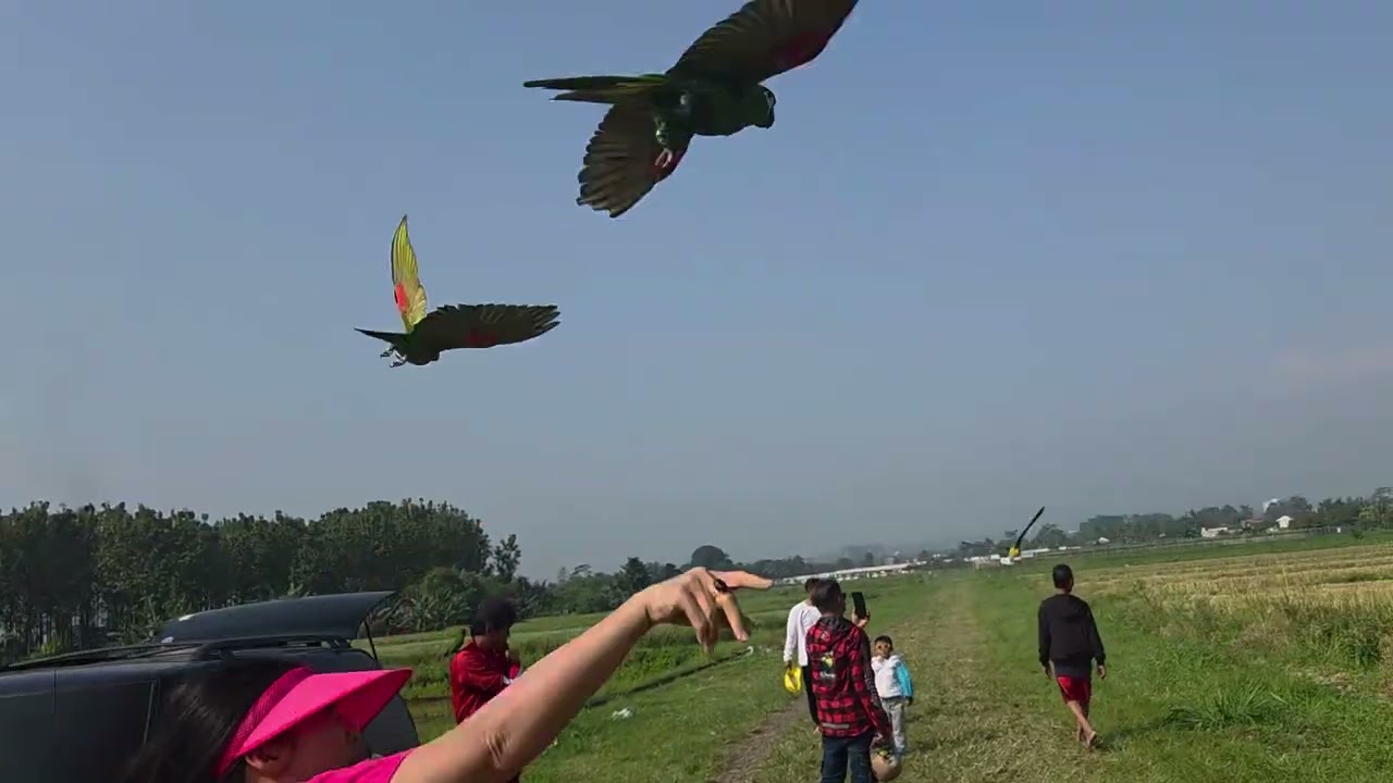 Patagonian Conure free flying flocked with Sun Conure