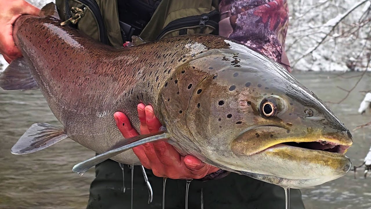 Hlavátky 2023 (Hucho hucho 2023, danube salmon 2023)