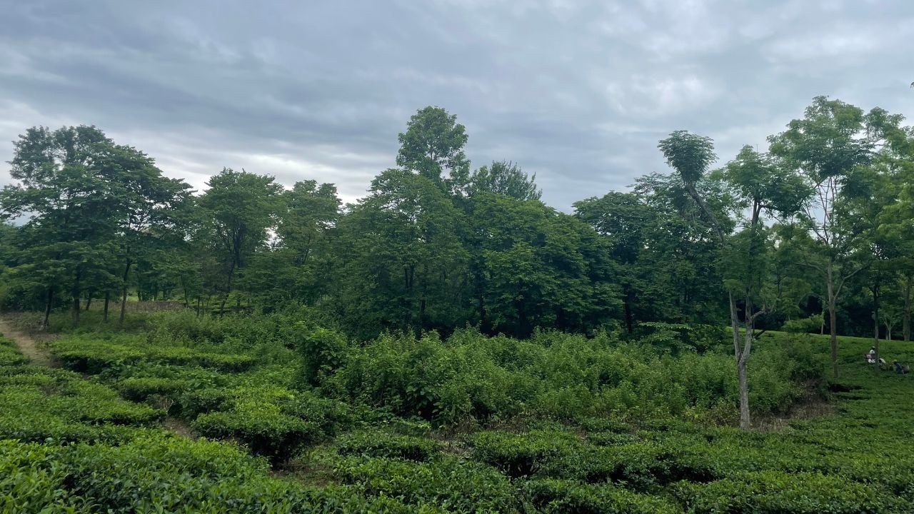 A Quiet Morning in the Tea Hills | Soft Piano for Studying & Reading