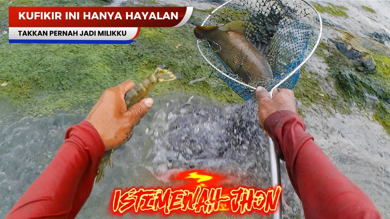 BAKALAN NYESEL Kalo Gak Kesini! NYEBUR LANGSUNG! Isinya Ikan ISTIMEWAH semuanya!