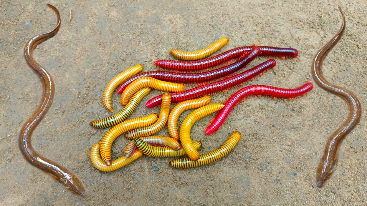 Wadidaw! Mencari kaki seribu, luwing dan ikan belut, ikan hias, ikan lele, kurakura lucu, kelomang