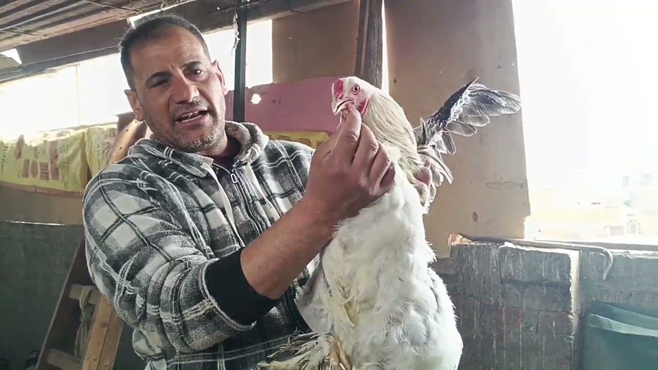 طلعنا علي السطوح والمطره غرقتنا