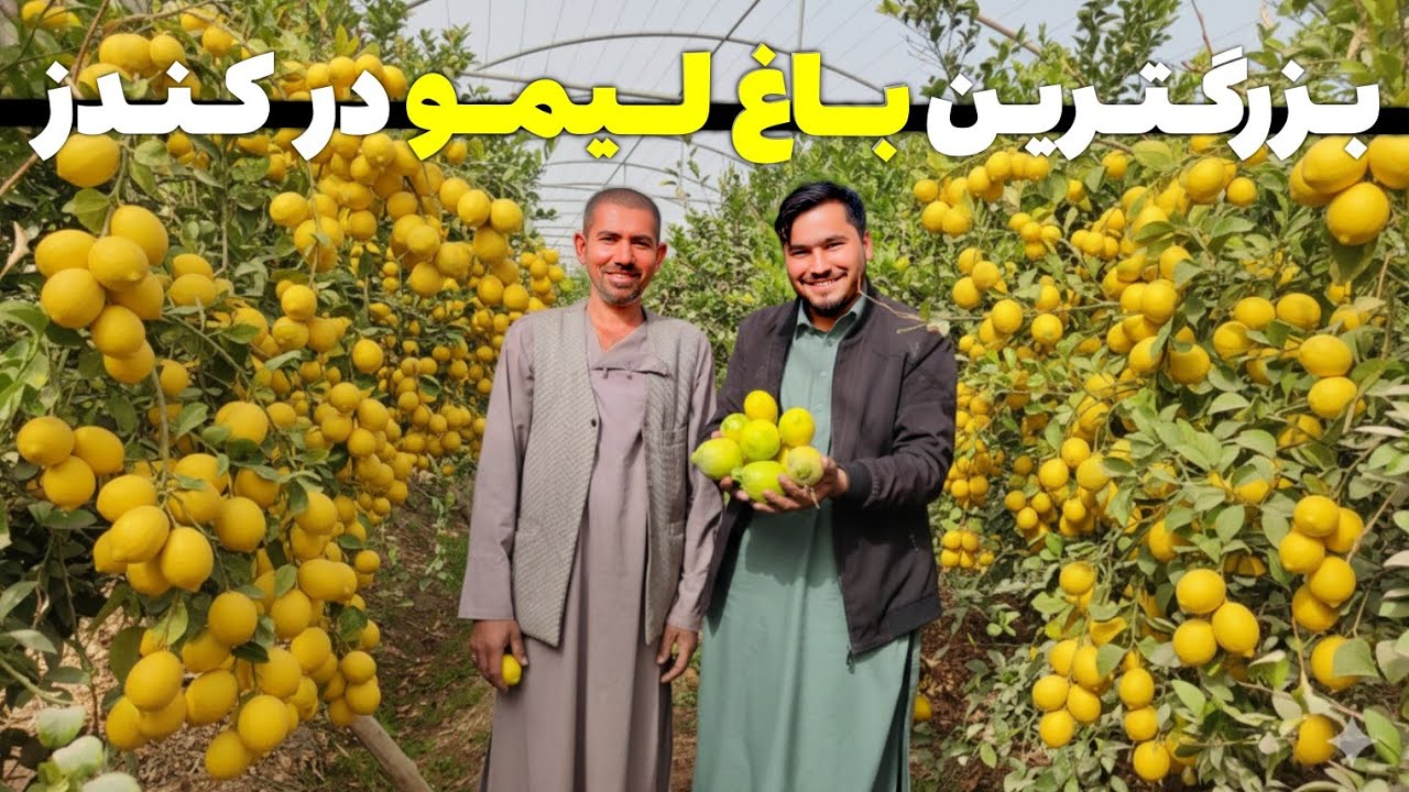 گـــزارش از بــزرگـتـریـن بــاغ لـیـمـو در کـنـدز😱