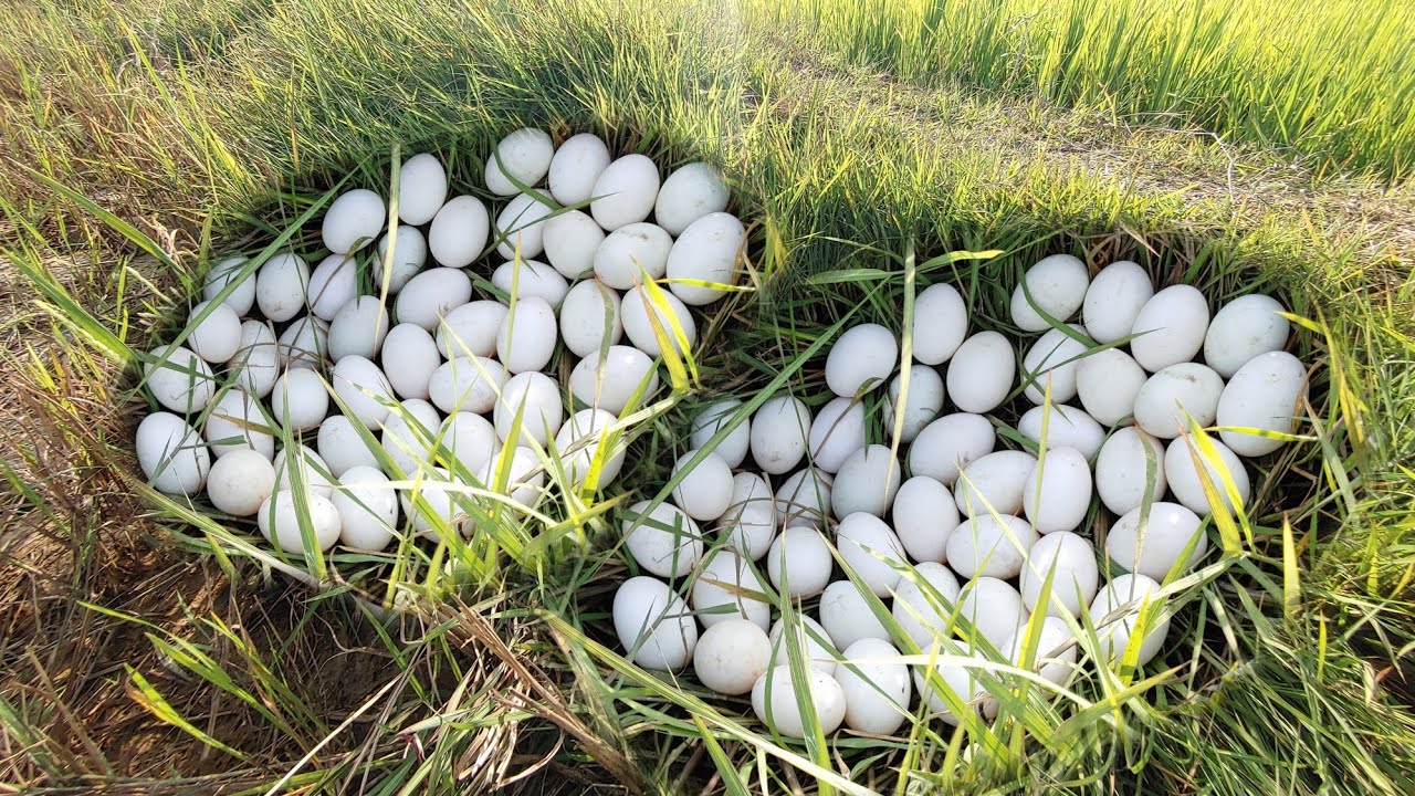 Amazing Farmer Skills: Duck Eggs Collected on Lush Grass