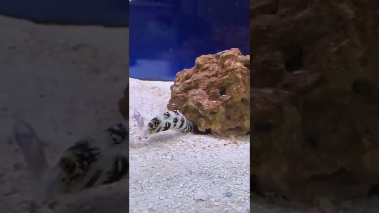 Snowflake Eel Eating Fish￼
