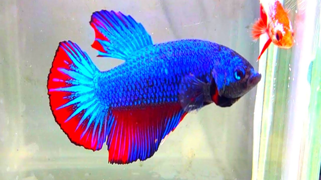 betta fish breeding,ikan cupang