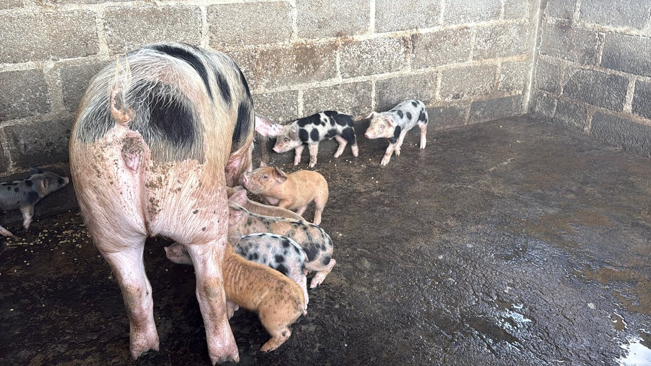 YA TENEMOS NUEVOS PUERQUITOS EN LA GRANJA / MAS TRABAJO EN EL RANCHO 