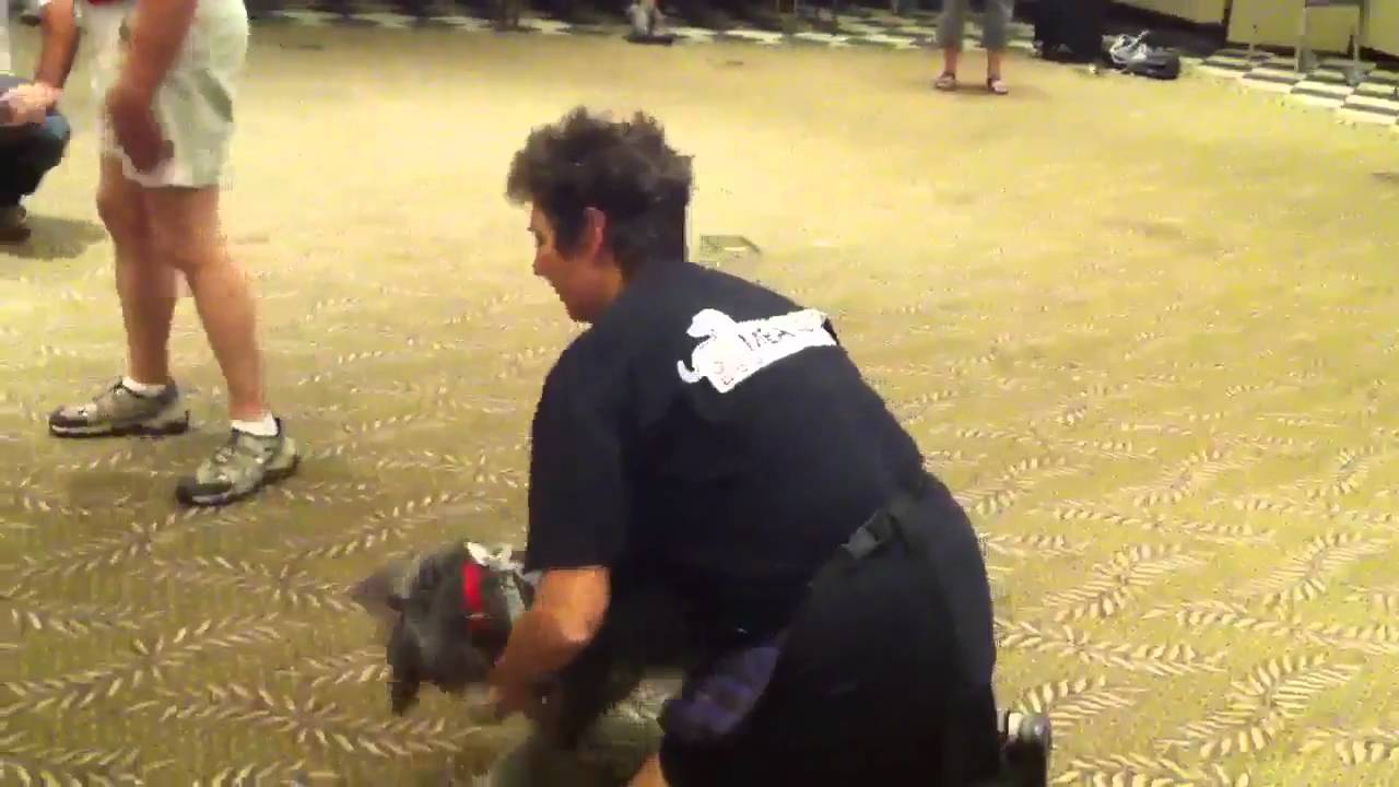 Teaching a dog to lift his leg