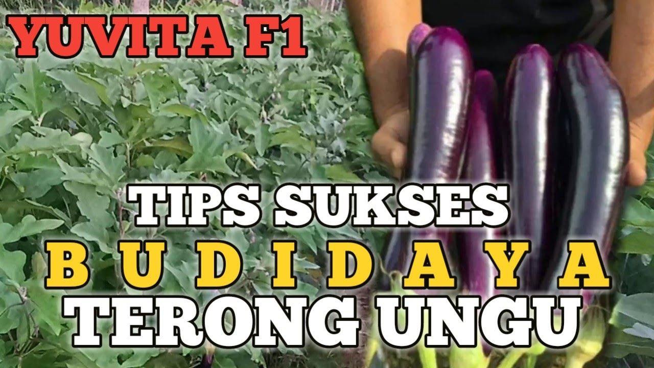 CARA SUKSES TANAM TERONG UNGU. #YUVITAF1. #PANAHMERAH