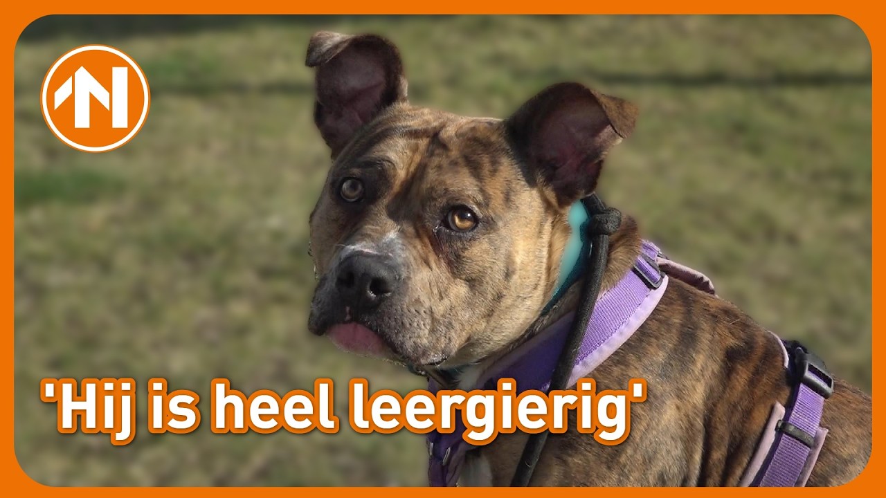 Pup Gino kwam als zwerfhondje met een heupprobleem binnen bij het dierenasiel