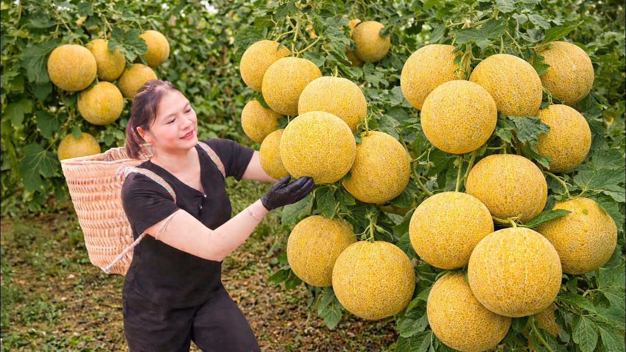 Harvesting Rare Yellow Melons in Huge Quantities | Sold Out Fast at the Market