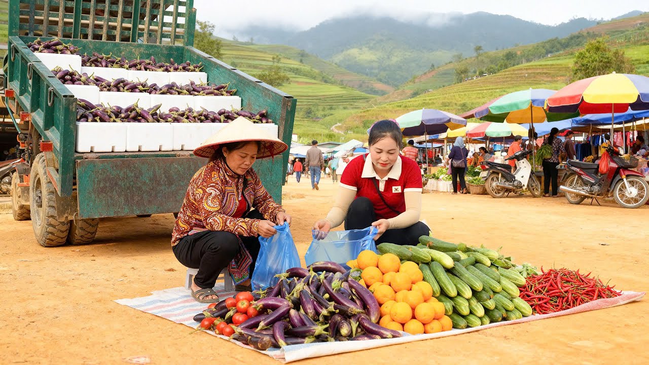 Use Truck To Harvesting 1000+ Tons Eggplant, Goes to Village Market Sell