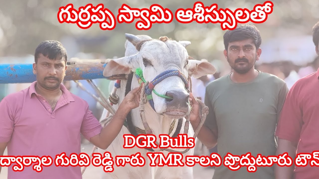 💥🌾18/02/2026 వెంకటాపురం గ్రామంలో సీనియర్ విభాగంలో 6వ జత DGR Bulls & పాతకోట తేజేశ్వర్ రెడ్డి గారు
