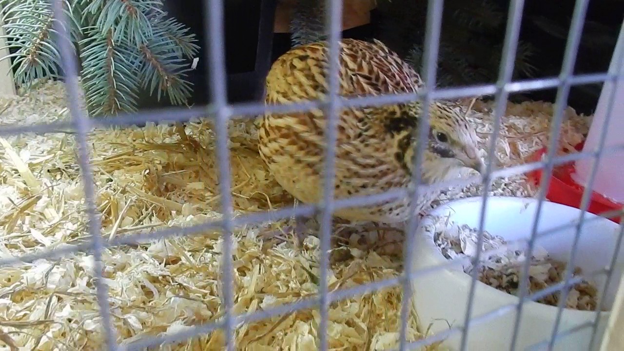 Wachtelfarm #58 - Naturbrut gescheitert :-(