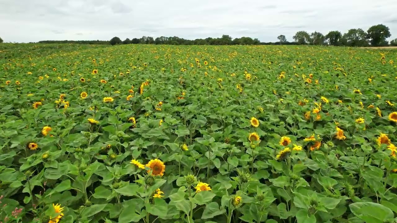Meath Sunflower Farm, Ireland , Dji air2s , 01.08.2022 music: Sunflower Słonecznik ( cover J.Fla )