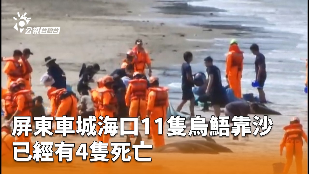 屏東車城海口11隻烏鯃靠沙 已經有4隻死亡 | 公視台語台 | 20260224