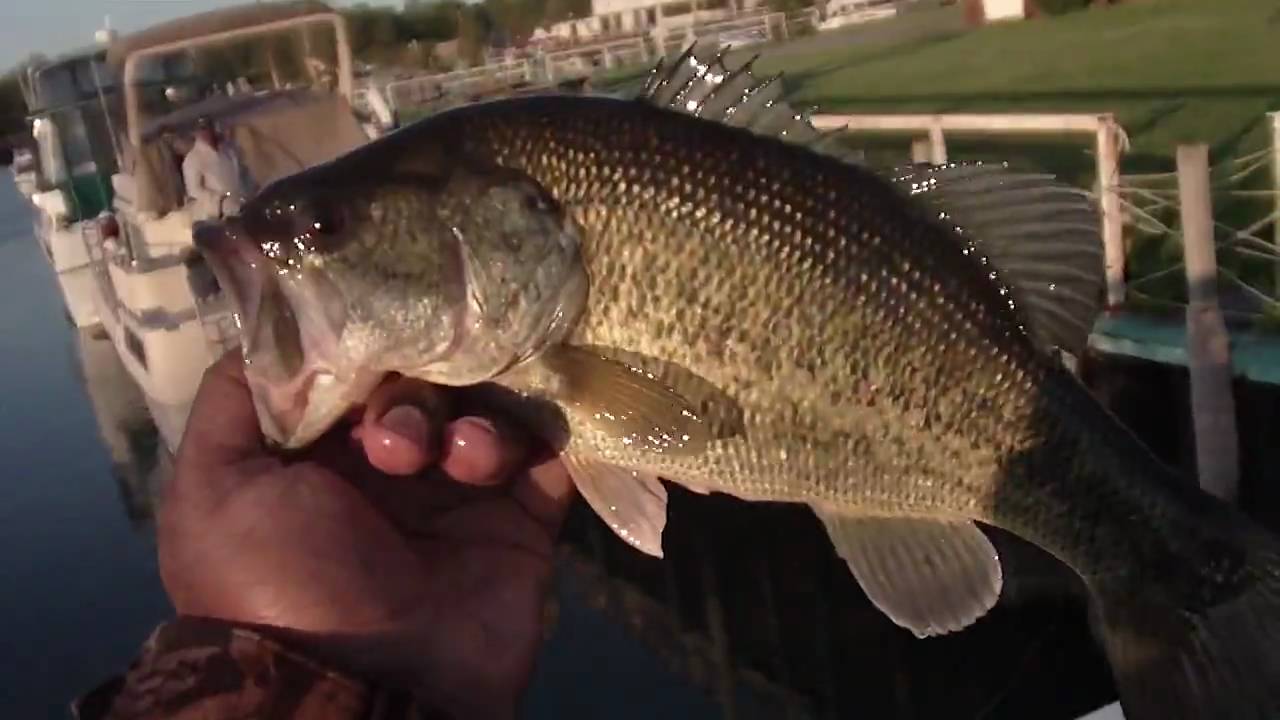 Fish on Deck ( 6 ).MP4