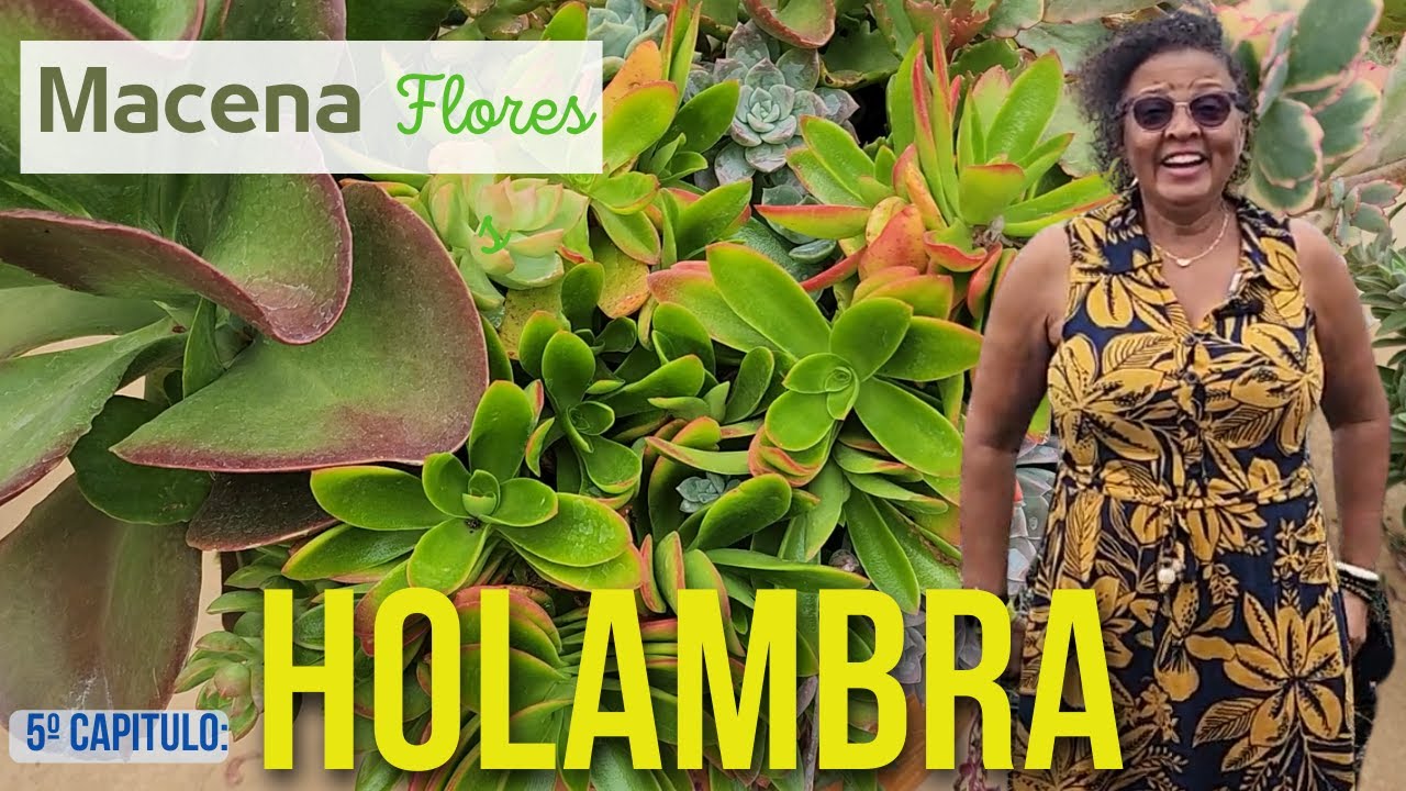 SÉRIE HOLAMBRA - CAP 5 - PRA APAIXONADOS POR PLANTAS E FLORES  Macena Flores, Estufas Suculentas