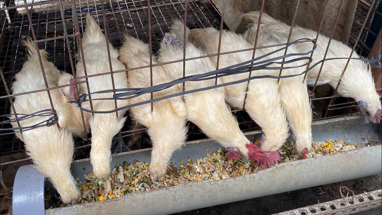 Chia sẻ cách chăm sóc gà ác trên vườn sân thượng