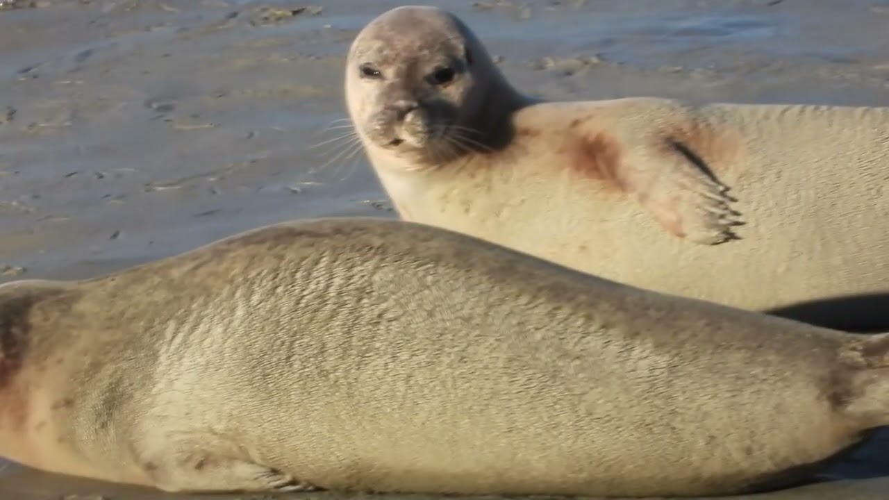 Réserve Naturelle et Nationale Baie de Saint Brieuc  Côtes d'Armor
