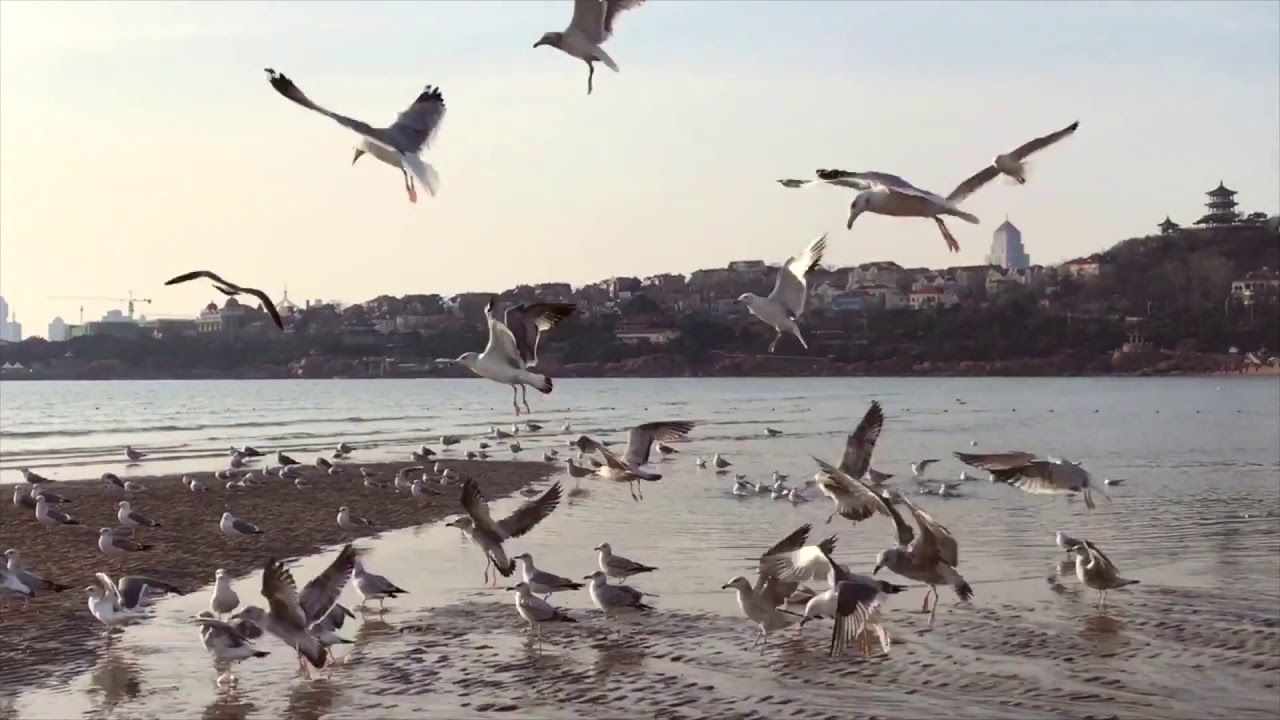 Qingdao to My Impression_Qingdao Travel Video China
