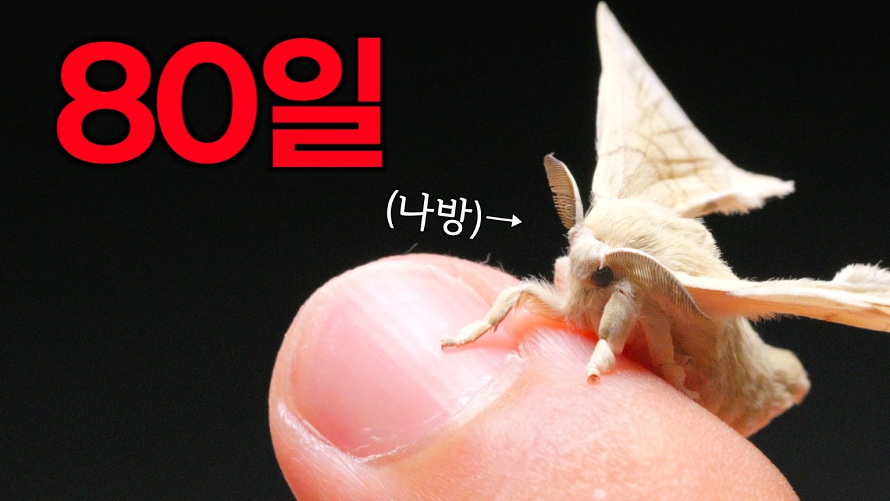 나방을 80일동안 키우면 생기는 일