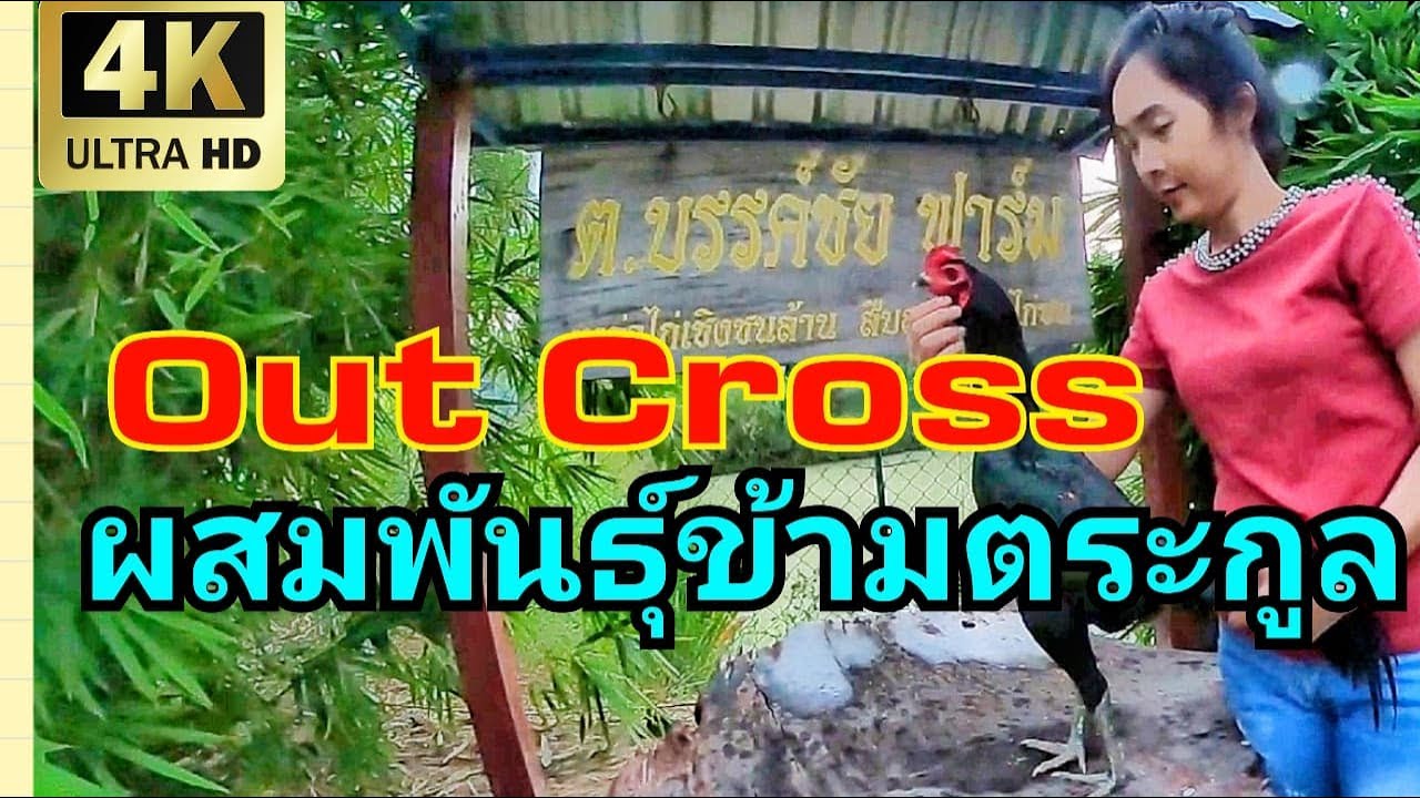 พัฒนาไก่ให้เก่ง ทำไมต้องผสมพันธุ์แบบนี้
