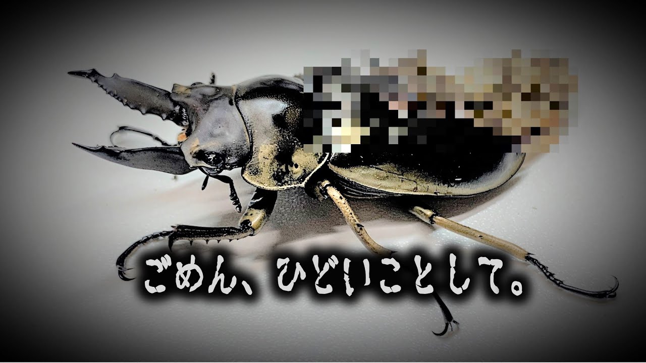 これはひどい…ブリード力がないとこうなります（くろねこチャンネル）