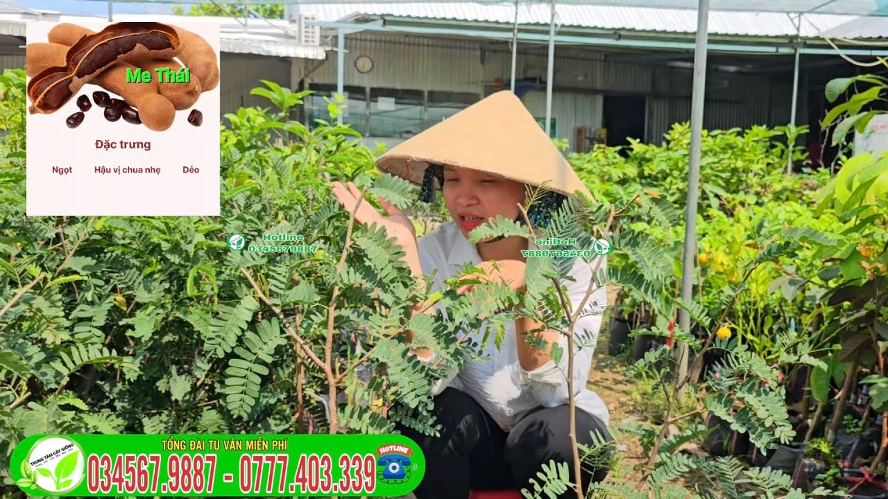 Me thái cây kinh tế trái thơm ngon ngọt nhanh trái