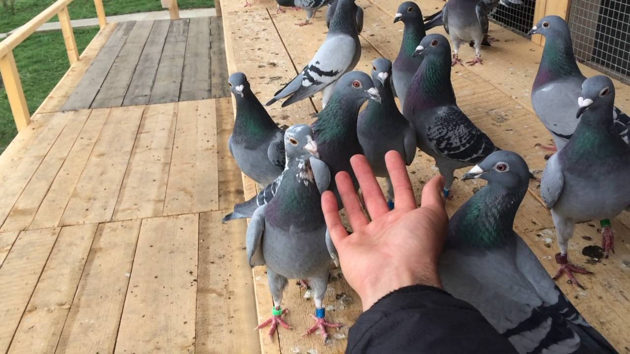Let It Fly