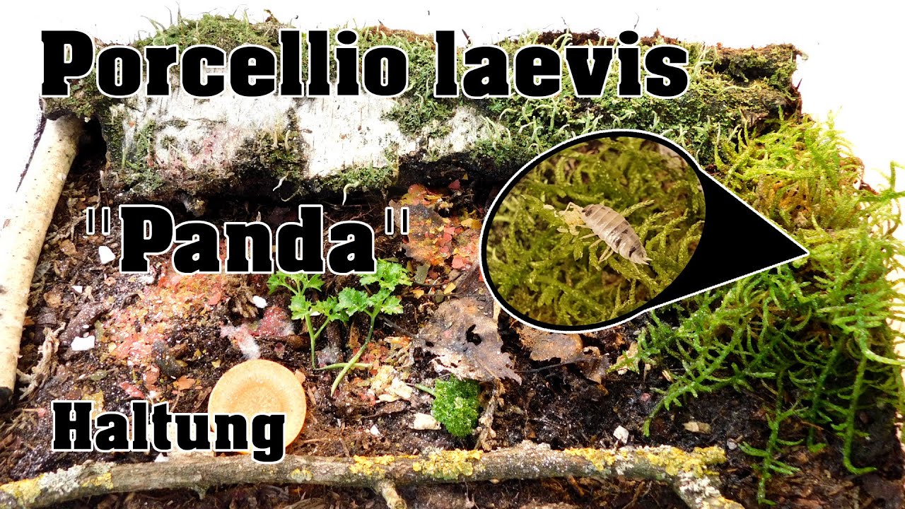 Porcellio laevis "Panda" Haltung - Meine kleinen Pandas