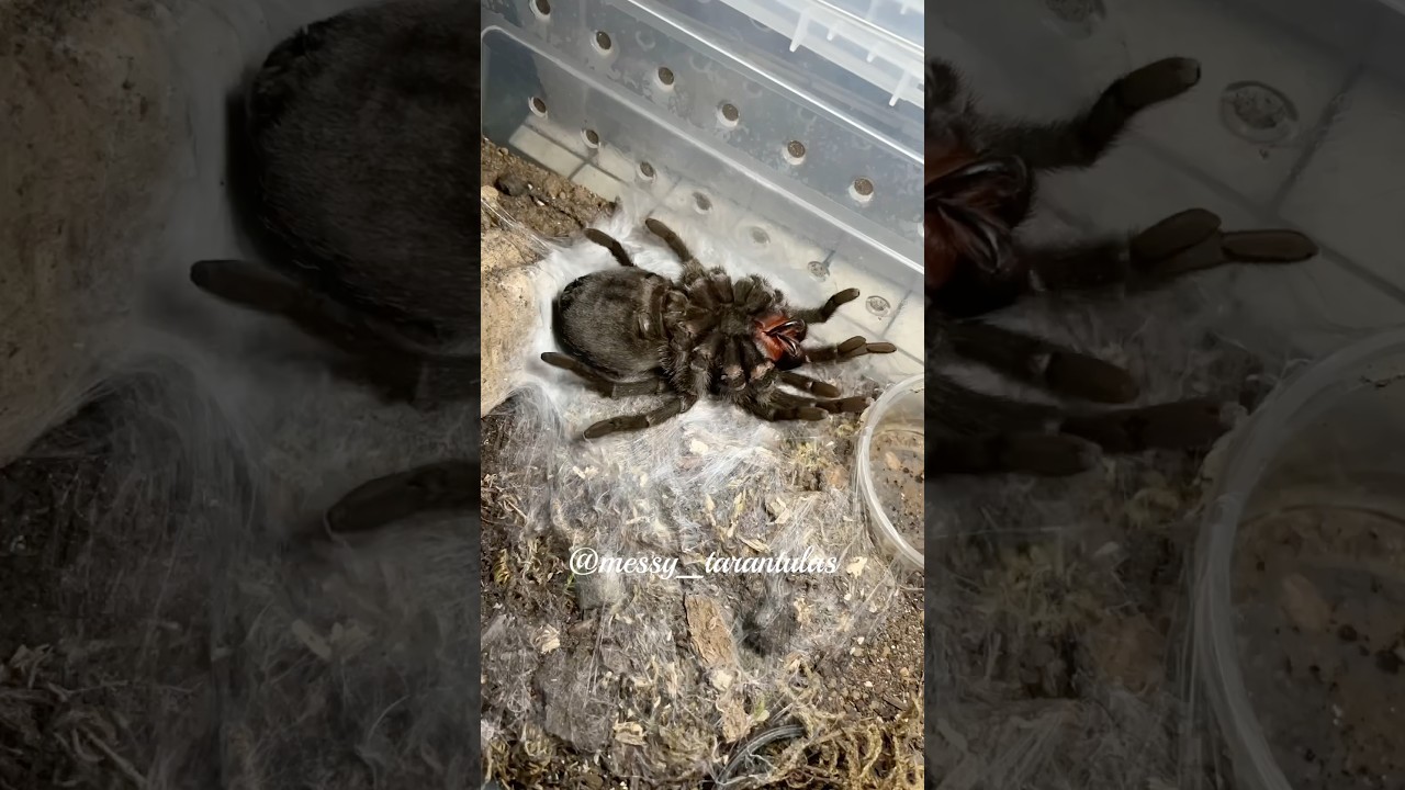 The blackest tarantula 🖤 moulting/ shedding Grammostola pulchra (Brazilian Black Tarantula)