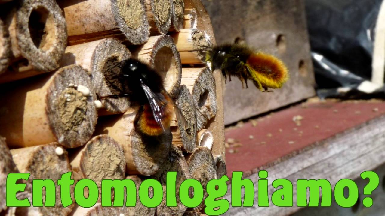 Bug Hotel - Entomologhiamo?