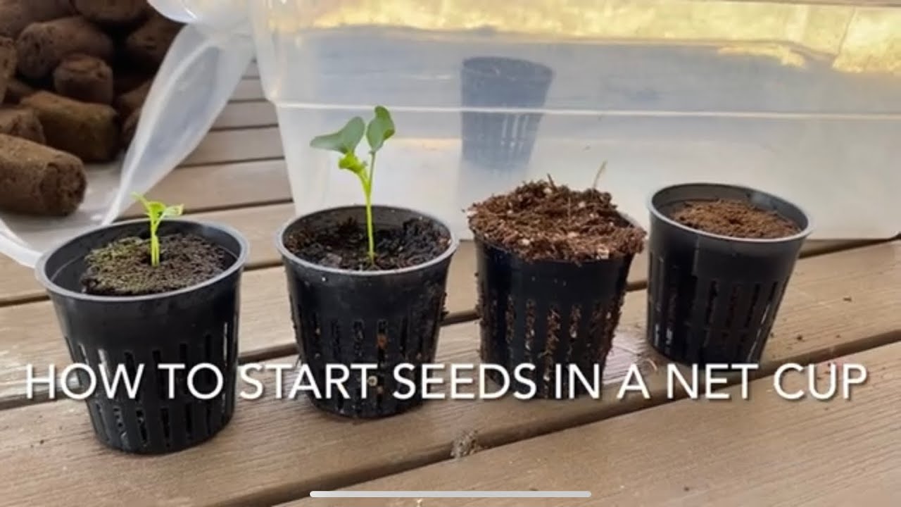 How to start plants from seeds in a Net Cup