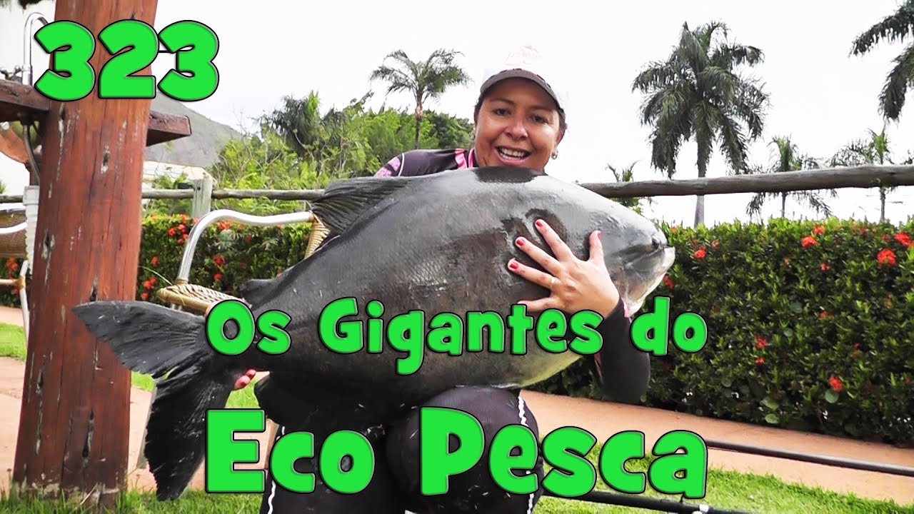 Tambacus Gigantes com a cevadeira no Pesqueiro Eco Pesca - Programa Fishingtur na TV 323