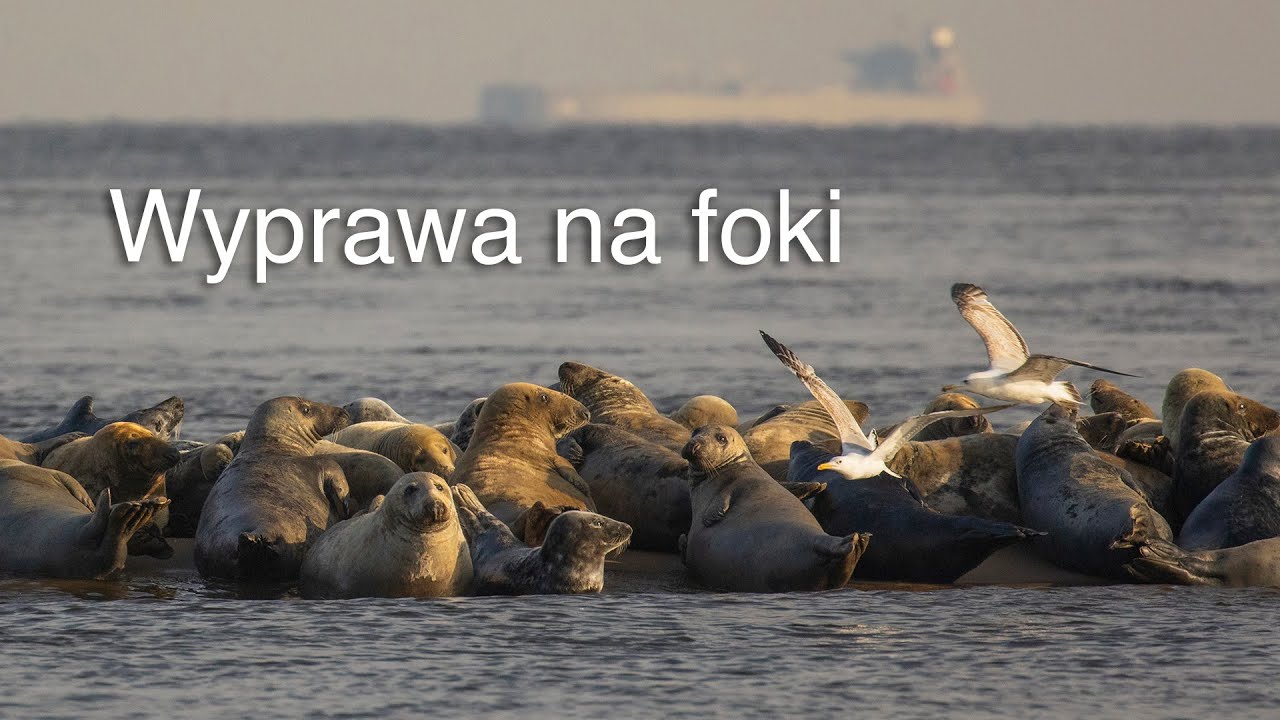 Fotograficzna wyprawa na foki. Zatoka Gdańska. Z życia fotografów przyrody.