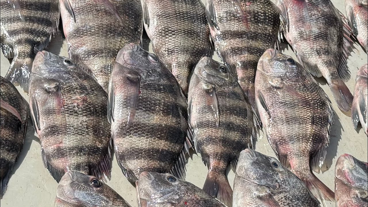 Great Day Sheepshead Fishing in Georgia