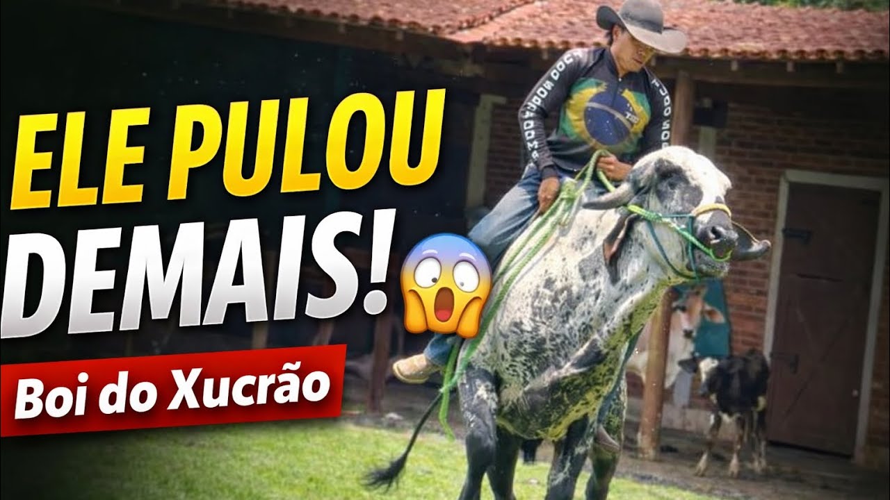 O BOI DO XUCRÃO PULOU DEMAIS… QUASE ACONTECEU O PIOR😢
