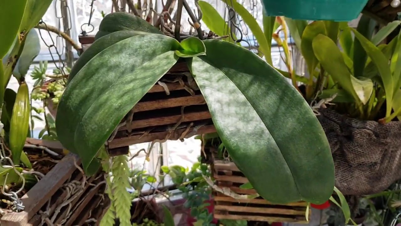 Orquídeas adaptadas no sombrite e plástico leitoso