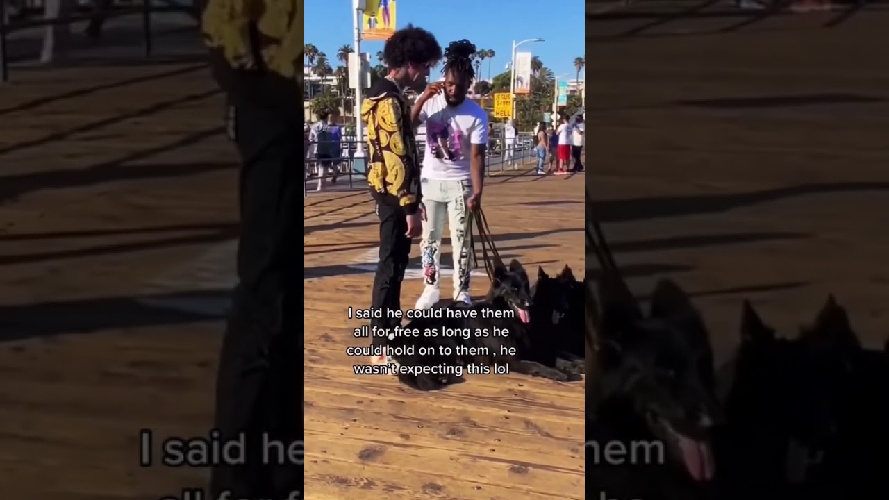 Man tries to steal my dogs bet he didn&rsquo;t expect them to steal him
