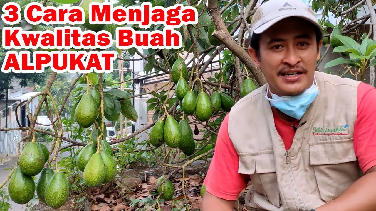 Cara Melindungi Buah Alpukat Dari Hama Lalat Buah