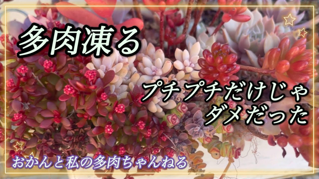 #129（ベランダ多肉）防寒対策が不十分で、古株が凍った。#多肉植物 #タニパト #防寒対策 