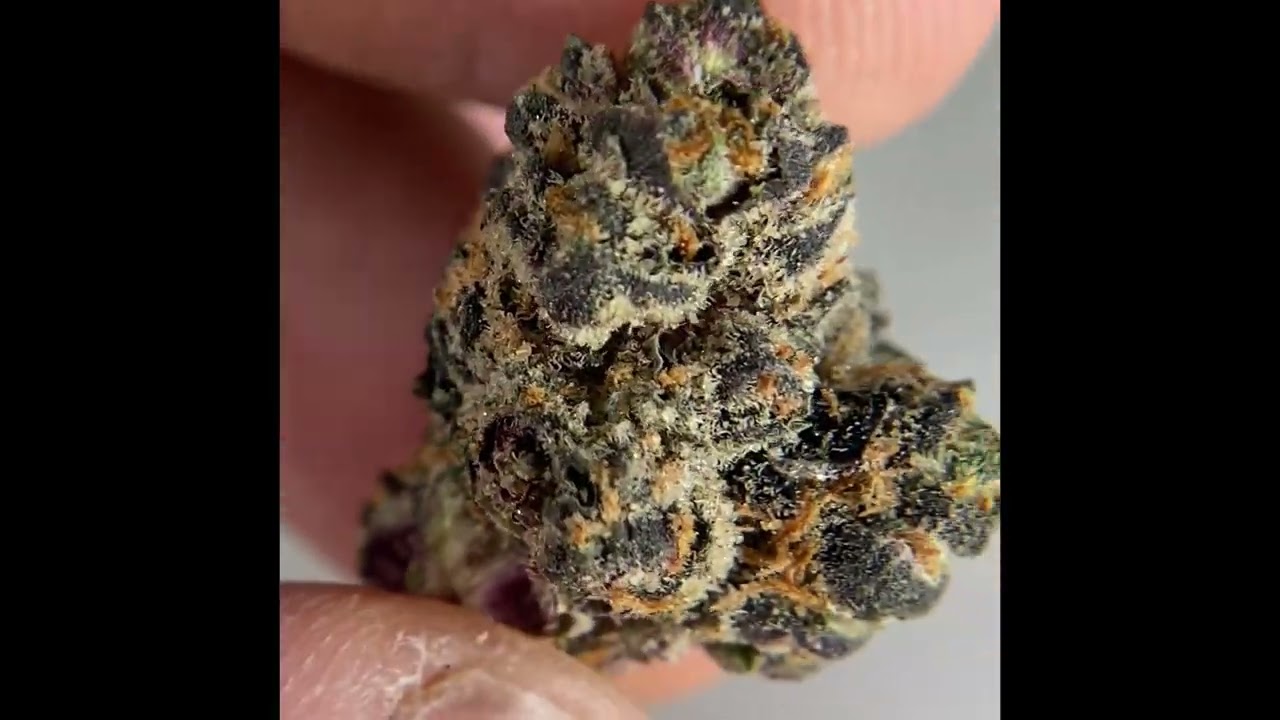 Cresco Candy Rain Flower Review