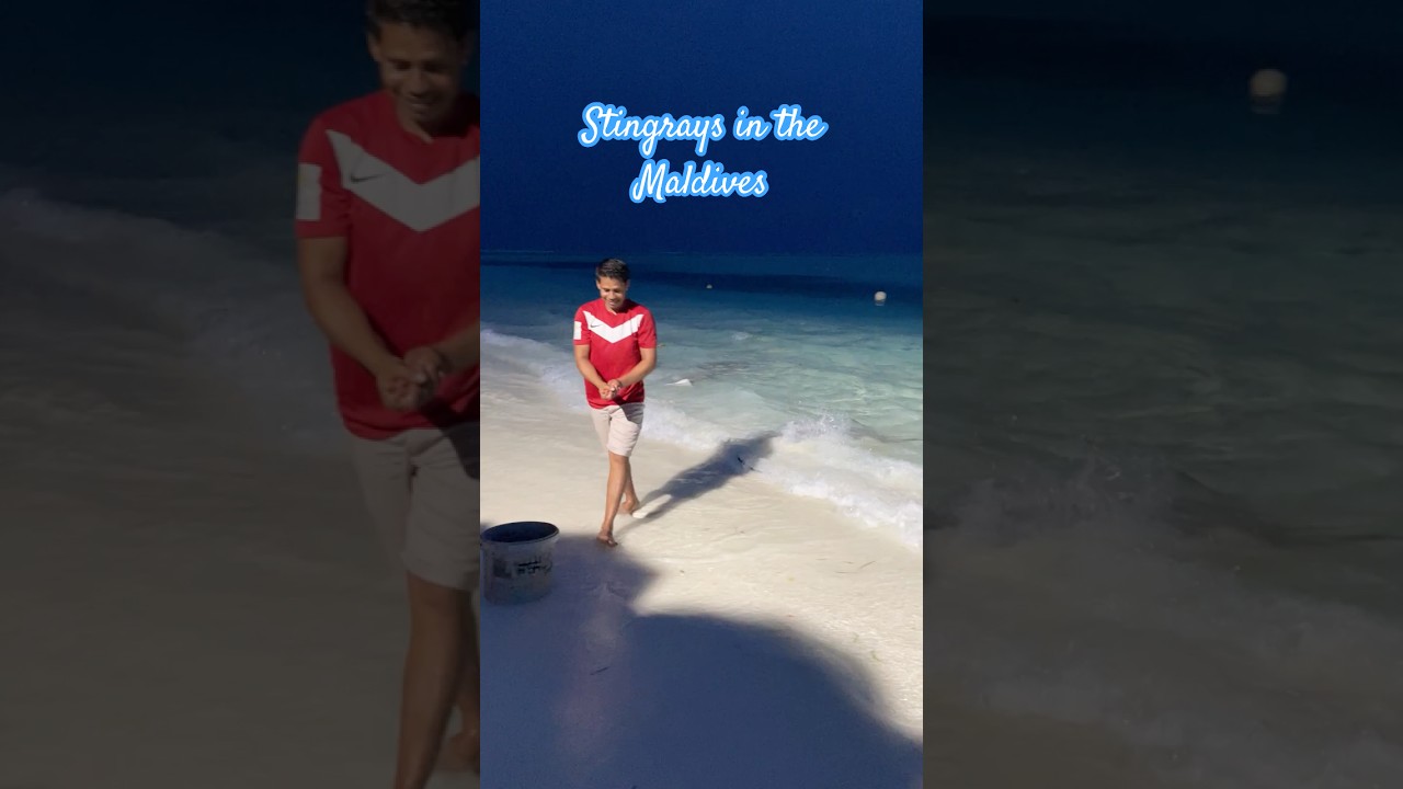 Feeding Stingrays in the Maldives - кормление Скатов на Мальдивах#maldives#stingrays