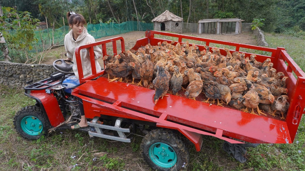 Harvest greens vegetables, peanuts and chicken Use high-powered wheel off-road transport to sell