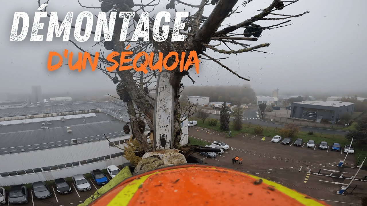Démontage d'un Séquoia Sec / STIHL MS 661