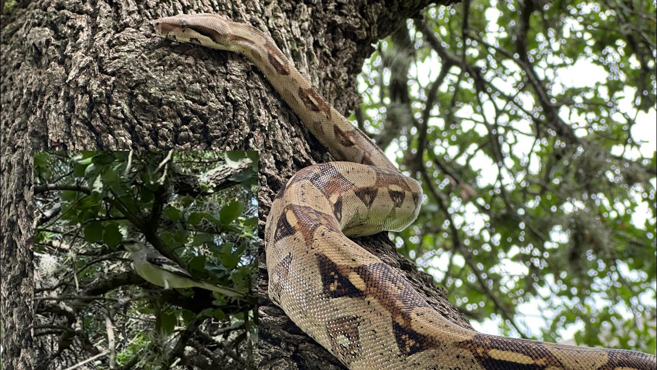 Curious little songbird wants a closer look at the boa imperator