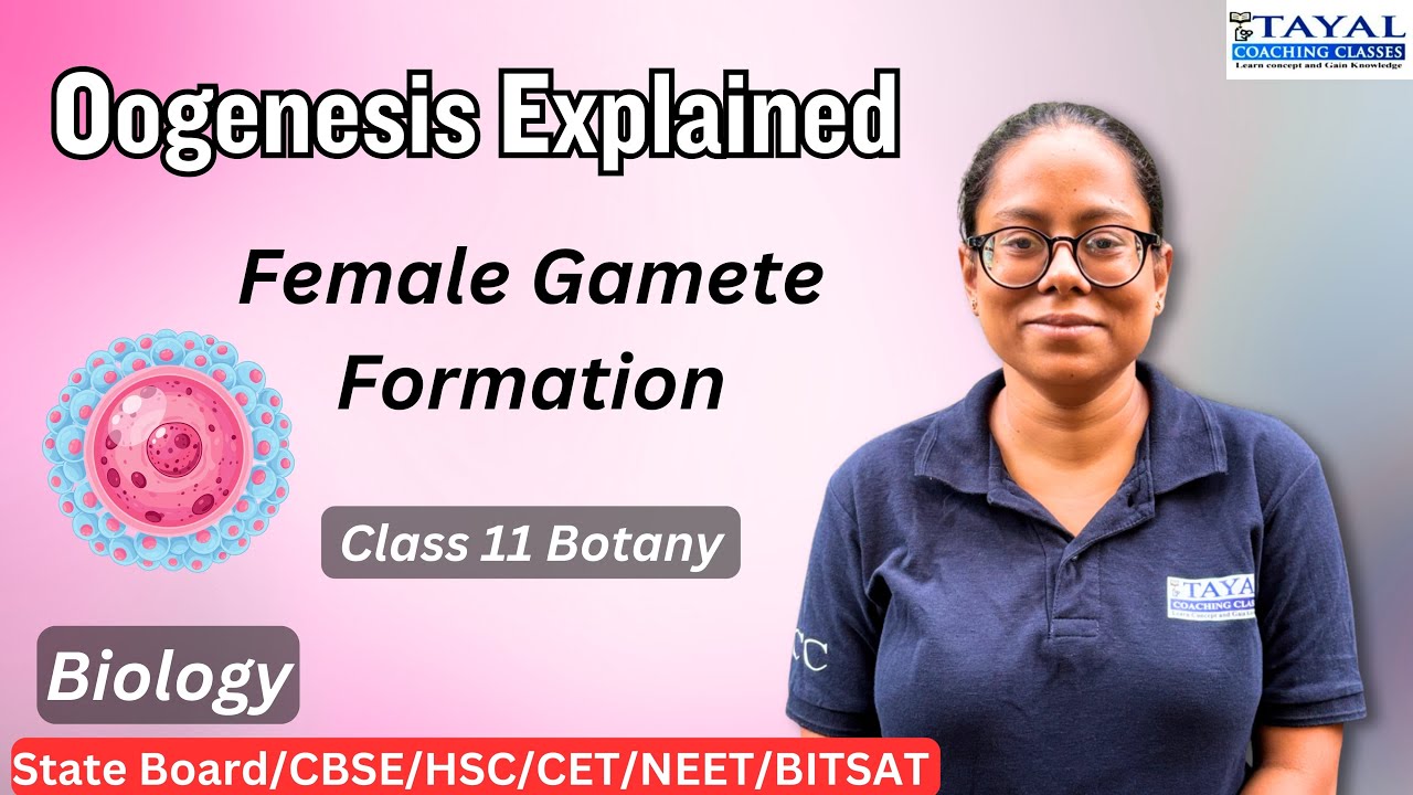 Oogenesis Explained in Simple Way | Female Gamete Formation | Class 12 Biology