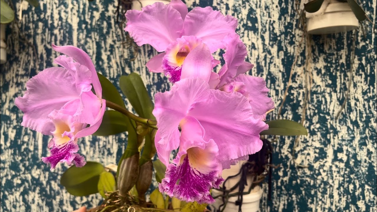 LINDAS FLORAÇÕES DE ORQUÍDEAS PERFUMANDO O MÊS DE OUTUBRO!!!!