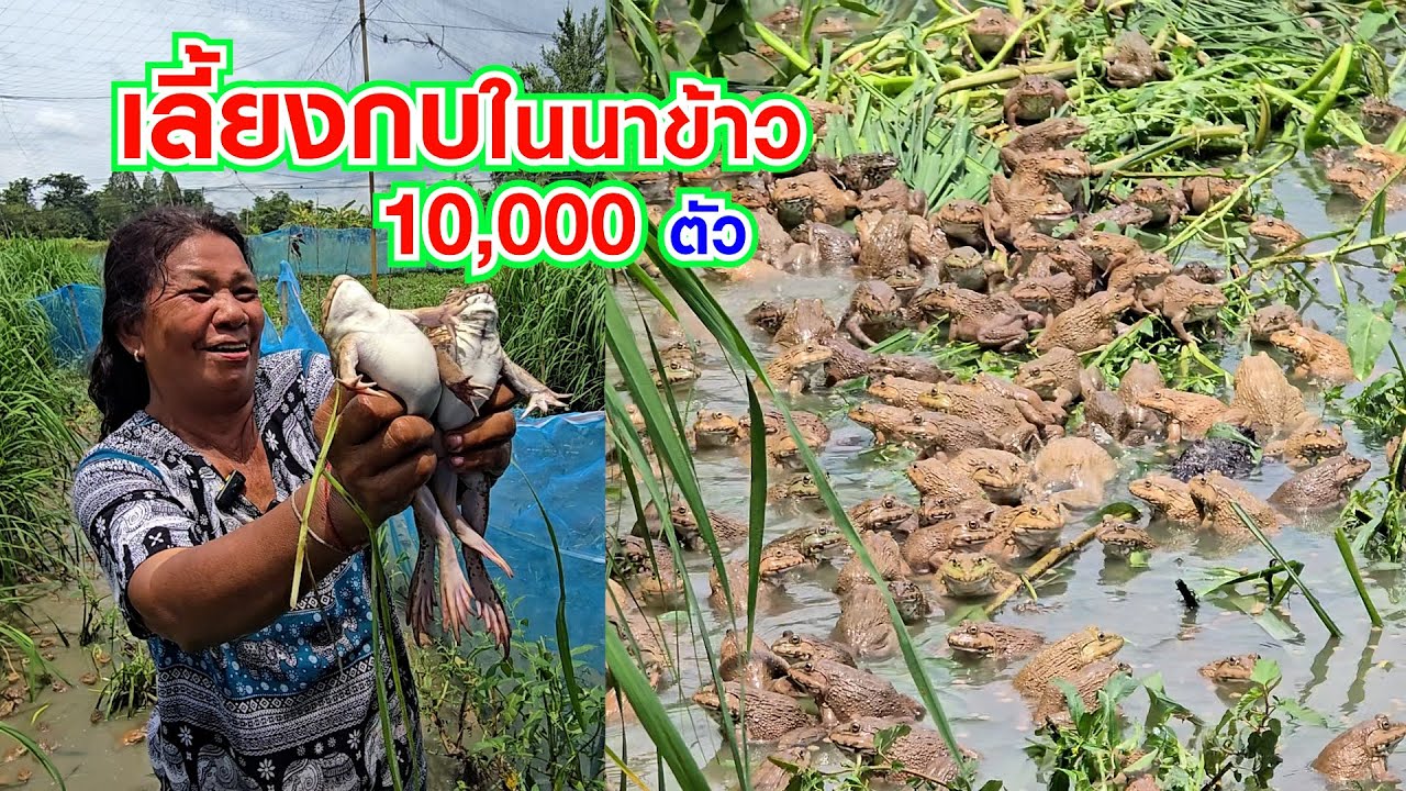 เลี้ยงกบในนาข้าว 3 งาน 10,000 ตัว กบสะอาดเหมือนกบธรรมชาติ